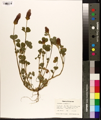 Trifolium incarnatum image