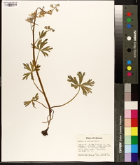 Delphinium tricorne image