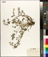 Corydalis micrantha image