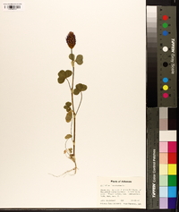 Trifolium incarnatum image