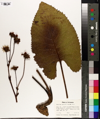 Silphium terebinthinaceum image