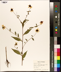 Rudbeckia triloba image