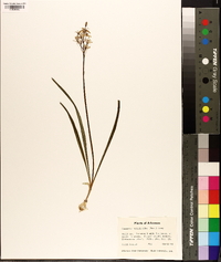 Camassia scilloides image