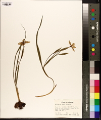 Nemastylis geminiflora image