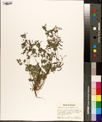 Corydalis micrantha image