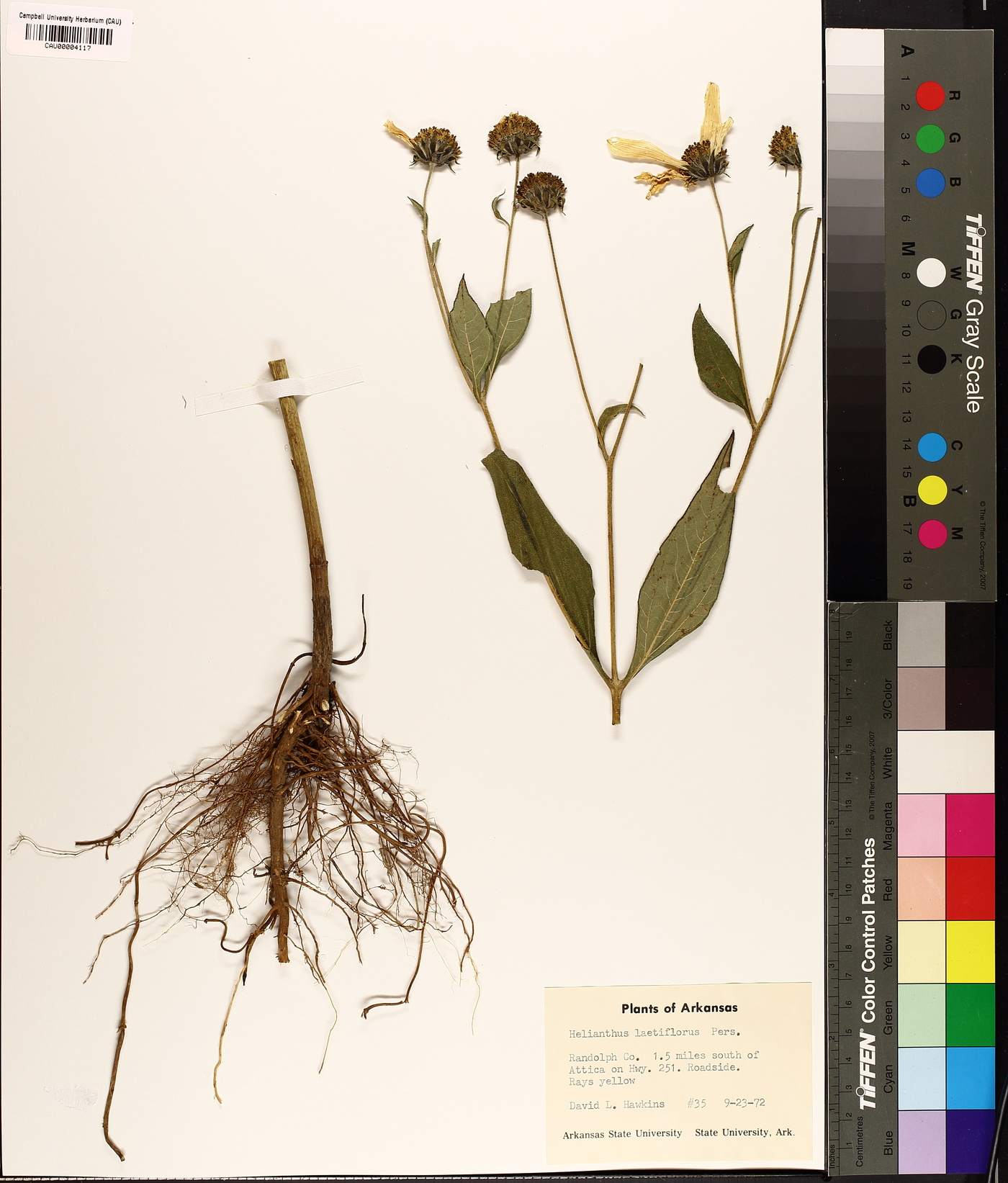 Helianthus × laetiflorus image