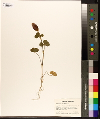 Trifolium incarnatum image