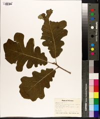 Quercus lyrata image