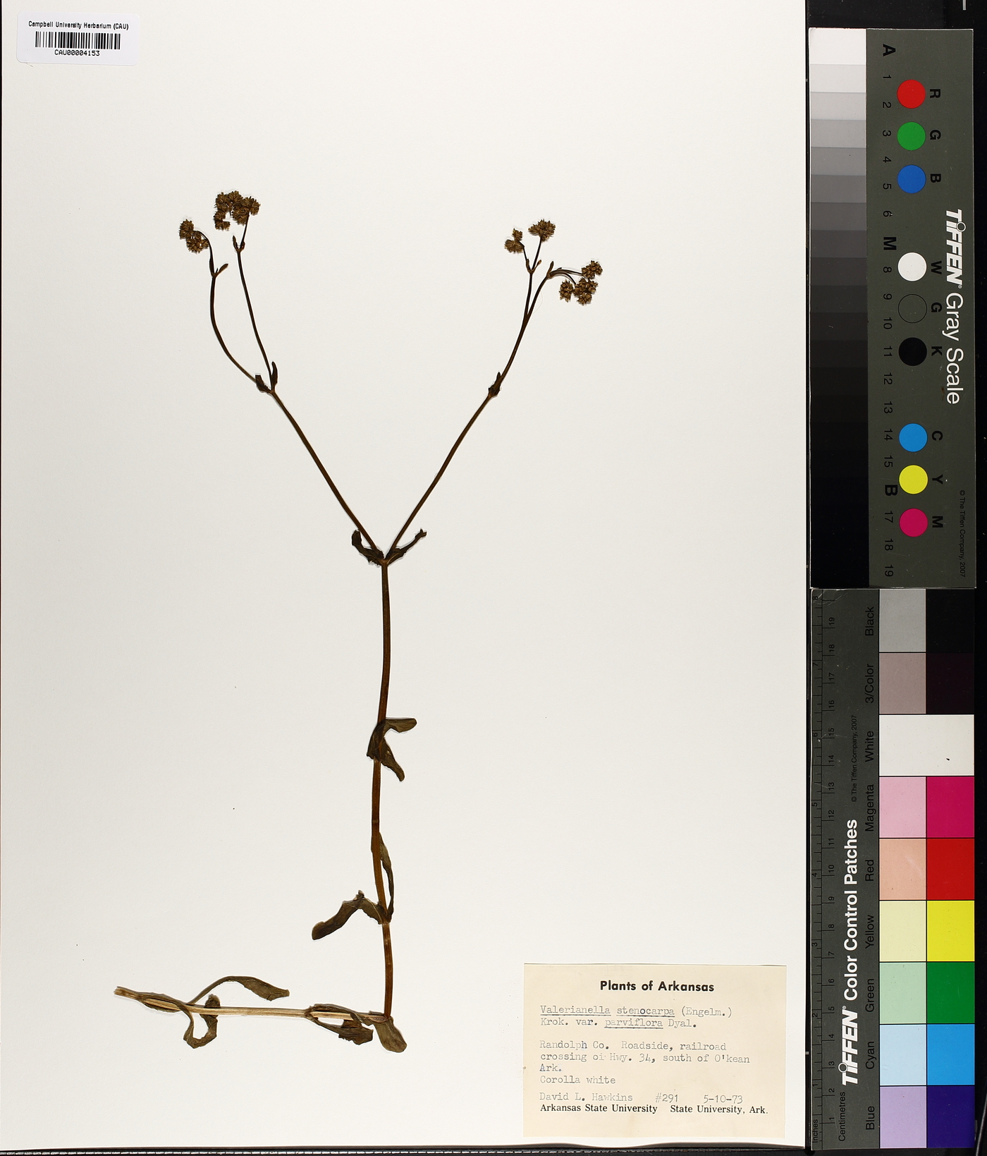 Valerianella stenocarpa image
