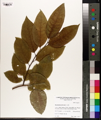 Oxydendrum arboreum image