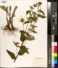 Silphium asteriscus image