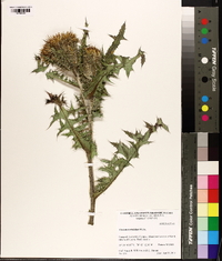 Cirsium horridulum image