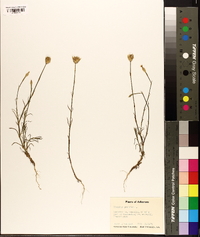 Dianthus prolifer image