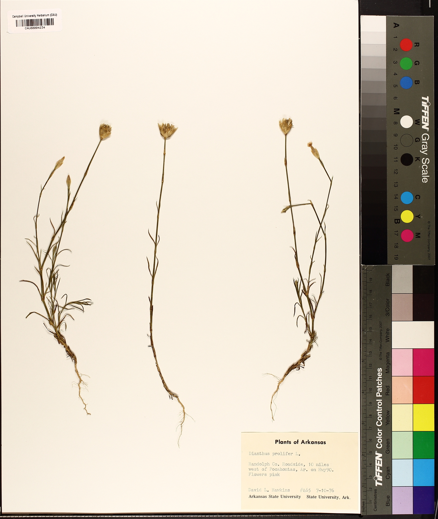Dianthus prolifer image