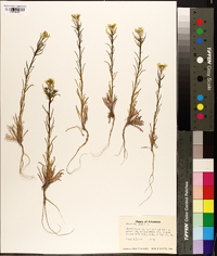 Brassica juncea image