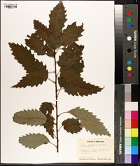 Quercus prinoides image