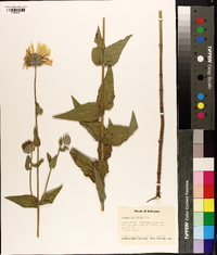 Helianthus mollis image