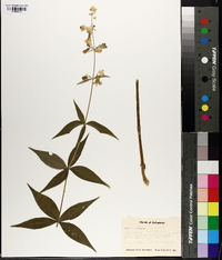 Silene stellata image