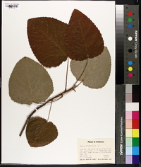 Populus heterophylla image