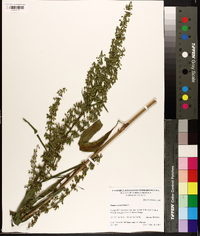 Rumex verticillatus image