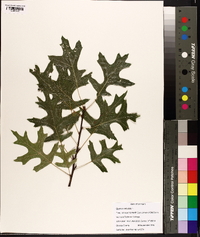 Quercus palustris image