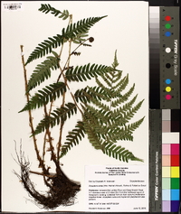 Dryopteris celsa image