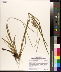 Juncus biflorus image