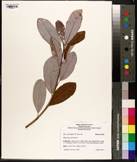 Magnolia virginiana image