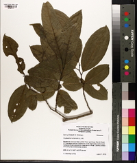 Oxydendrum arboreum image