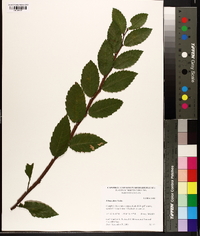 Ulmus alata image