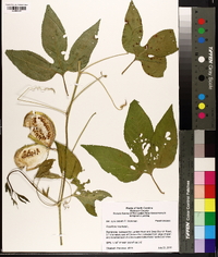 Passiflora incarnata image