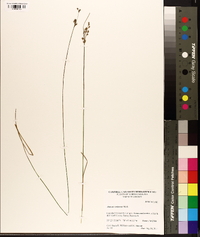 Juncus coriaceus image