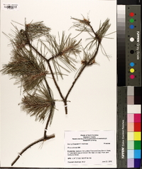 Pinus echinata image