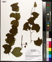 Vitis rotundifolia image