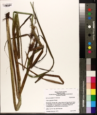 Carex gigantea image