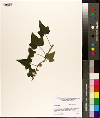 Hedera helix image