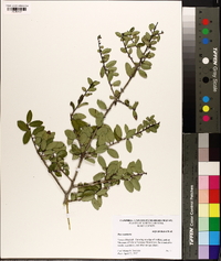 Ilex vomitoria image