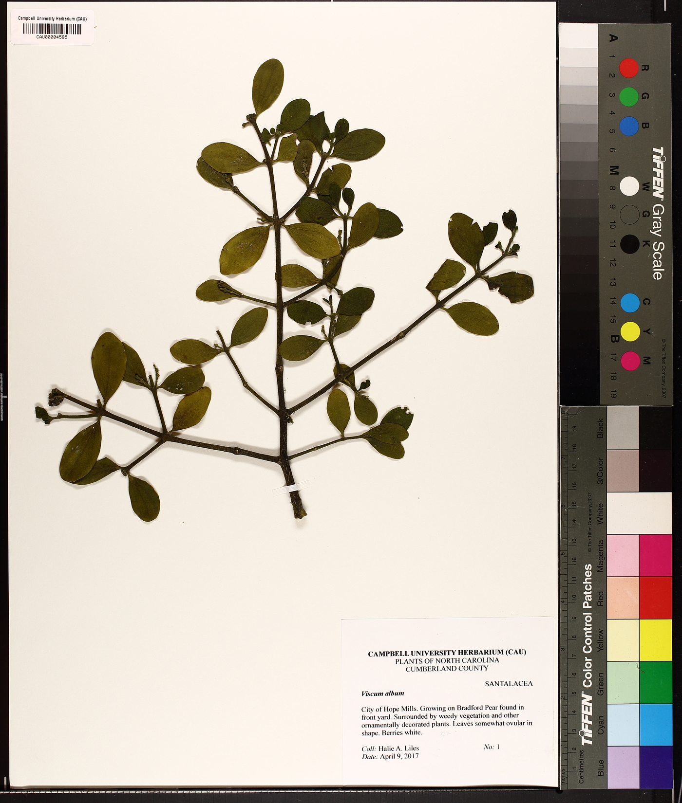 Viscum album image