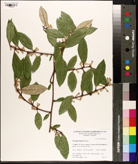 Elaeagnus pungens image