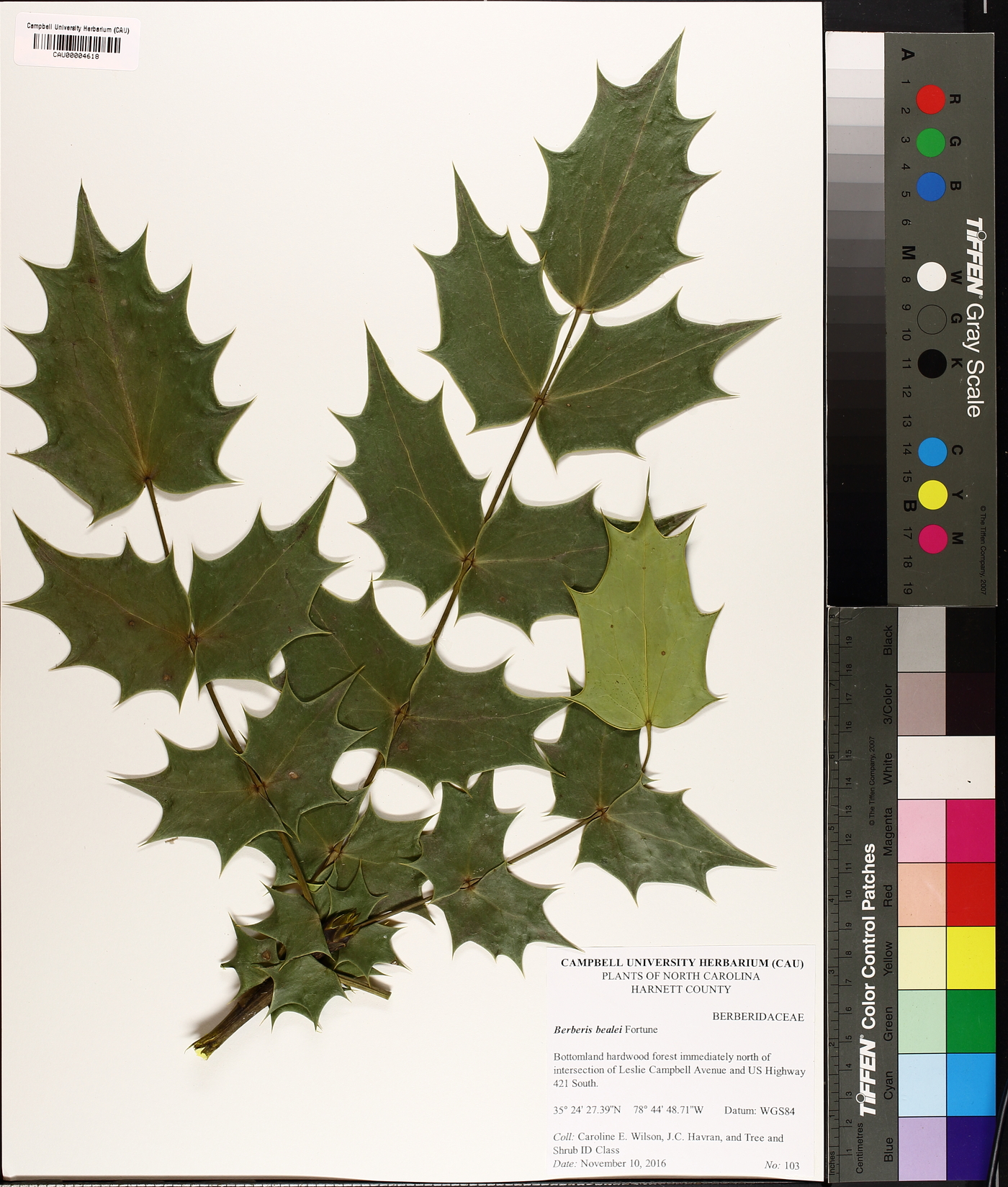 Mahonia bealei image