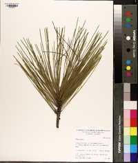 Pinus taeda image