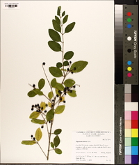 Ligustrum sinense image