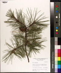 Pinus echinata image