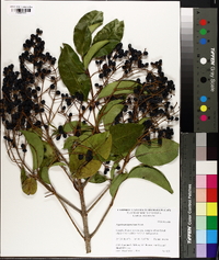 Ligustrum japonicum image