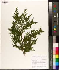 Thuja occidentalis image