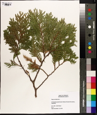 Thuja occidentalis image