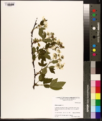 Rubus argutus image