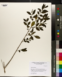 Ligustrum sinense image