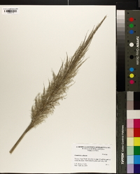 Cortaderia selloana image