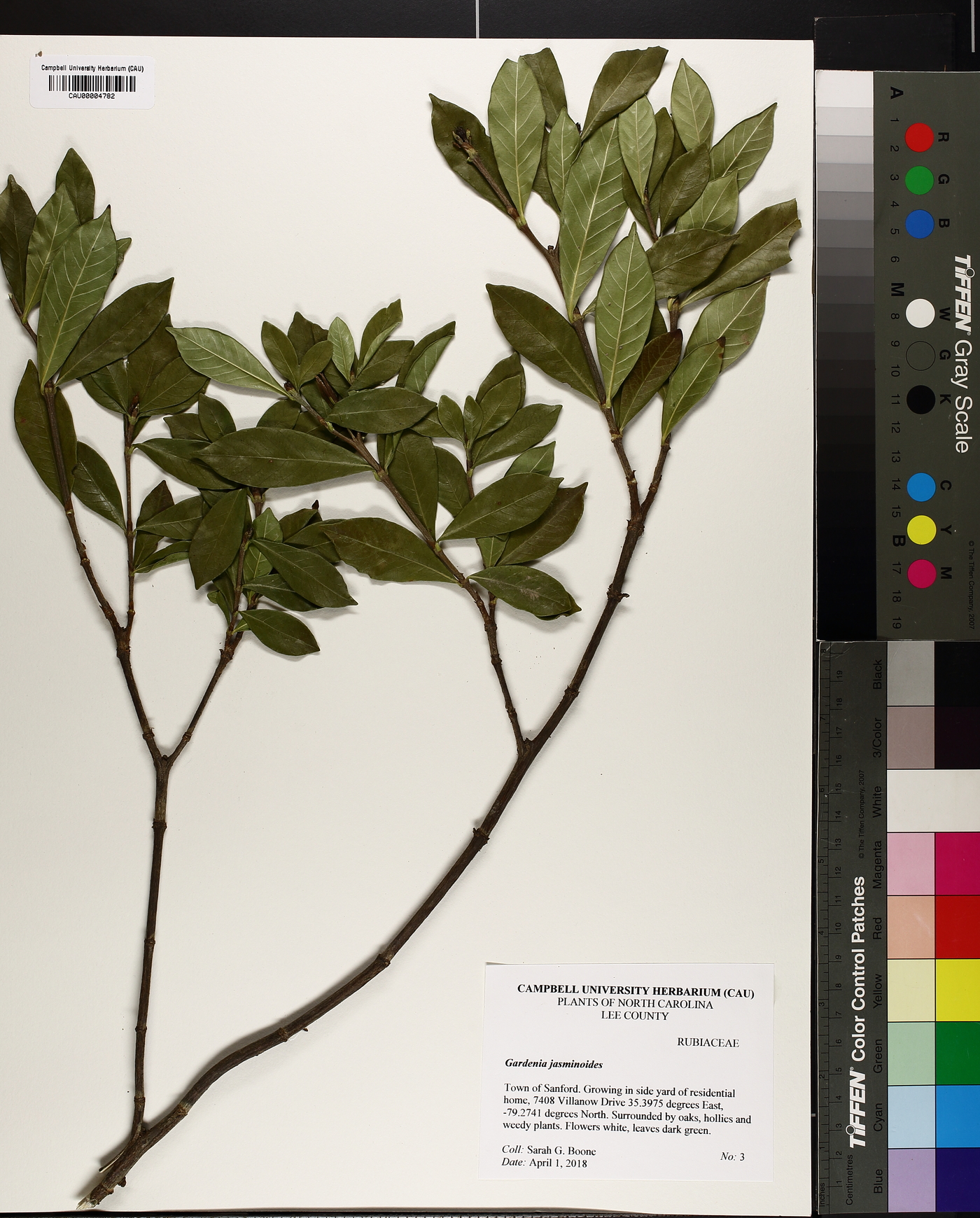 Gardenia jasminoides image
